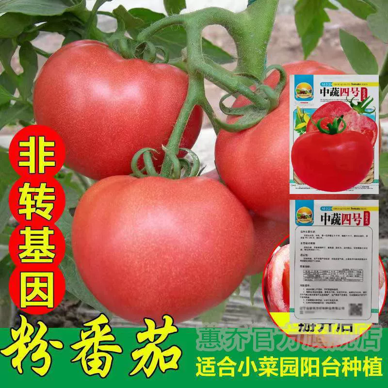 Большие семена помидоров, супер сладкие красные плоды, большие помидоры, высокоурожайные семена овощей и фруктов, устойчивые к высоким температурам на балконе весной и осенью.