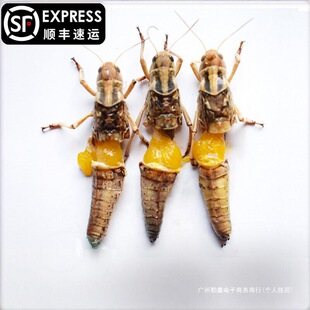 ���rΛ��ȥ�ἃĸ���x���M�і|���w�Ȼ��w����������xĸΛ��500g