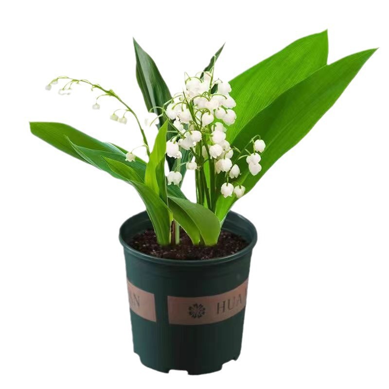Venta al por mayor transfronteriza de semillas de lirio de los valles en macetas, semillas de flores de sabor fuerte, plantas de sala de estar de interior, flores en todas las estaciones