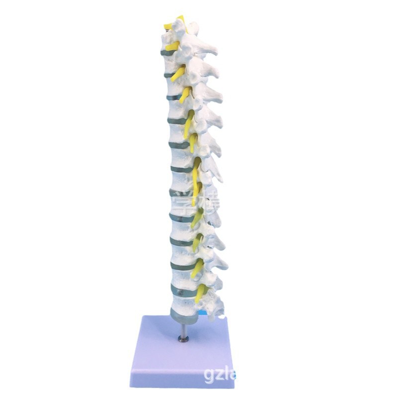 ҽѧ1:1������׵ģ�� ��׵ ��׵ ��׵ ��׵���ǹǿƹ���ģ�� 12��