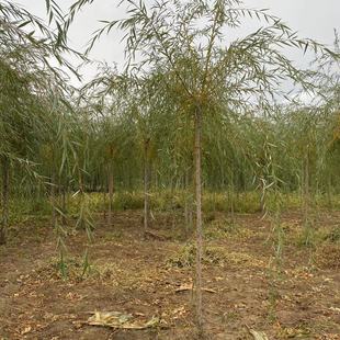 ��z���� ���� ��֦�� �е��䴹�� ͥԺ�G�� Ҏ���Rȫ ������