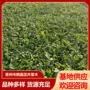道路花海绿化盆栽工程苗