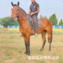 伊犁一匹跑马多少蒙古马