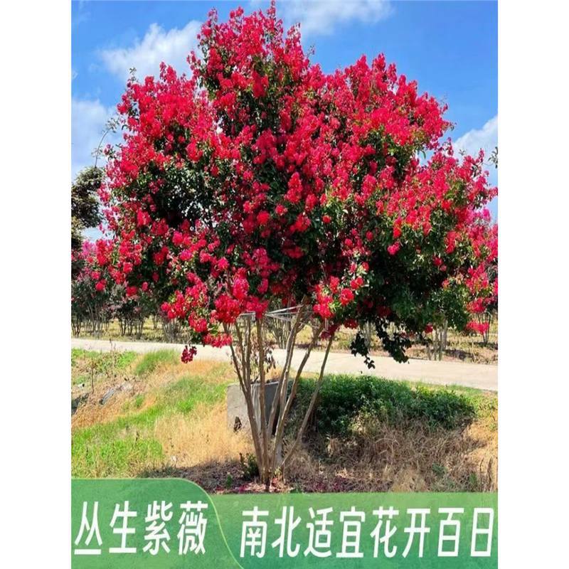 庭院别墅丛生紫薇树苗紫叶红花多杆红火箭耐寒绿化苗木盆栽风景树