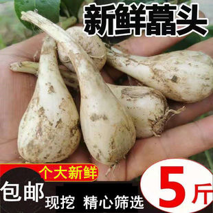 新鲜荞头蕌头教头茭头新鲜藠头农家叫头现挖荞头新鲜蔬菜时今蔬菜-阿里巴巴