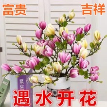 水培花卉浓香花水培花卉水养懒人水培植物室内阳台耐寒好养花代发