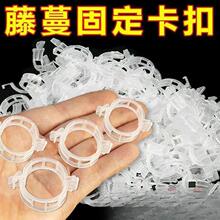 �½��ɰl-�������t���S�ϾGֲ���������̶��A��֦�߲������Ԅӿ�