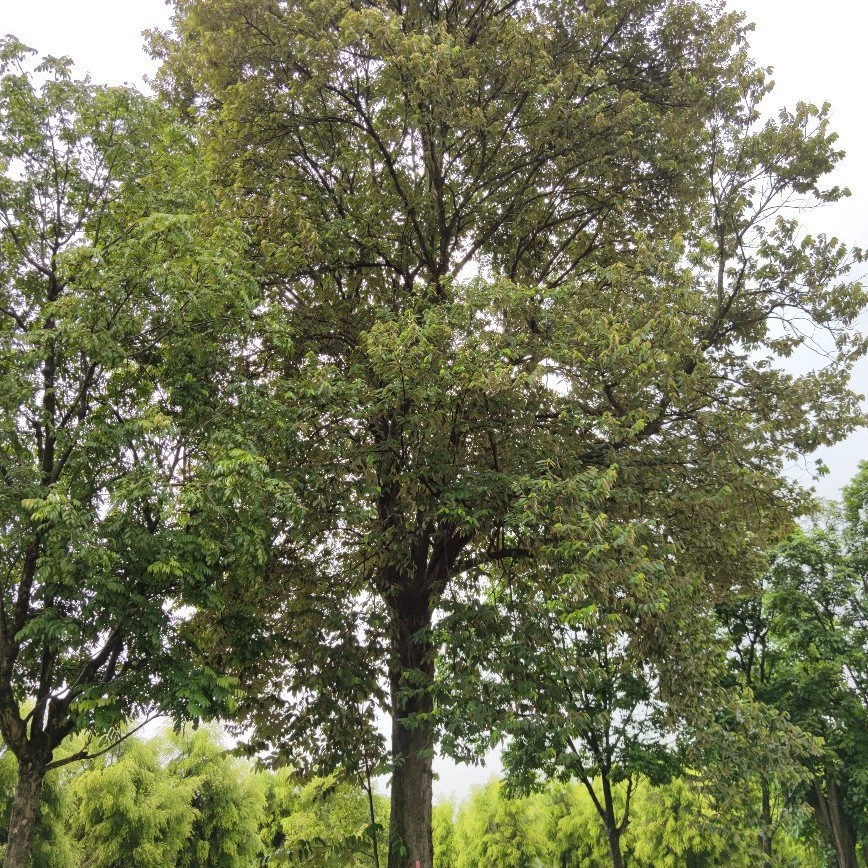 2108 Поставка полнокоронного опрокинутого белого листа и половины кленового лотоса 30-70 см.