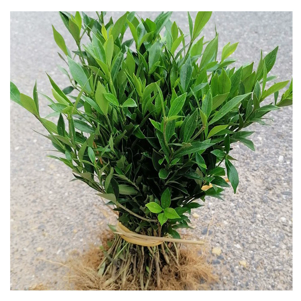 Детские оптом мелкие листья чашки гардении саженцы цветов гардении Гардения цветы в горшках оптом