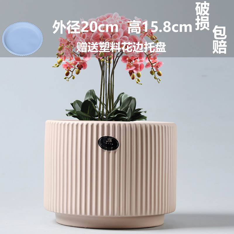 세라믹 - 고급 무광택 초대형 아테네 크림 옐로우(플라스틱 트레이 포함) - 대형