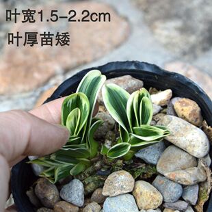 ���N�A�^ ��߅�m�����Խ��m�ļ��m�������҃��̨���ܾGֲ