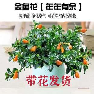 Goldfish Chlorophytum Potted Plant Is Evergreen All Year Round, Easy to Grow and Live, Florals, Indoor Office, Air Purifying Plant, Succulent