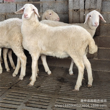 BֳСβ  uСβ Сβĸ