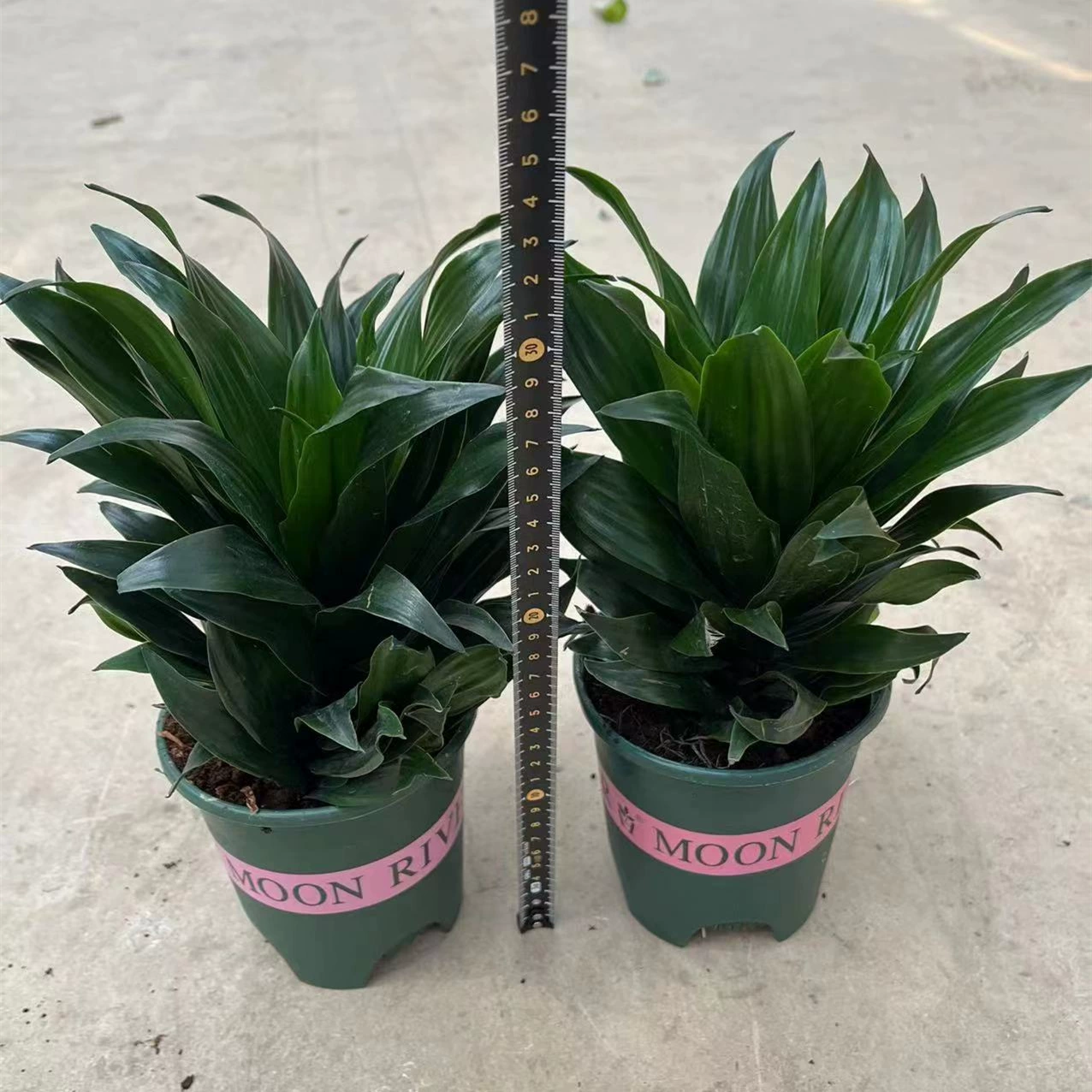 Галлон горшок Бог солнца горшечные растения вечнозеленый все сезоны Гостиная Офис зеленый посадка хорошие цветы очистить воздух