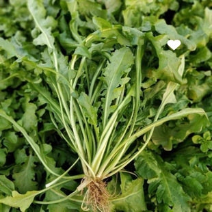 ����Ұ���j�˷N��Ұ���j���������r���̨�ļ���������ɫ�߲˷N��