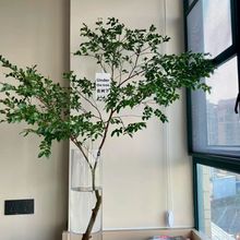 ИˮGֲRľձRƽֵGֲWpʽb