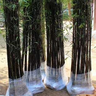 ������ͥԺֲ�������ļ�����G���������������S�����_�h���ë��