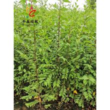 榆树苗白榔榆垂榆钱小苗庭院园林耐寒绿化彩叶风景大树金叶榆树苗