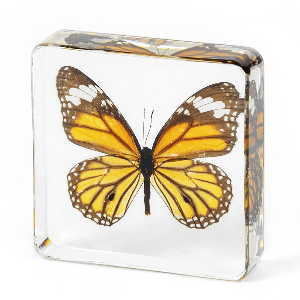 7.5CM 호랑이 나비