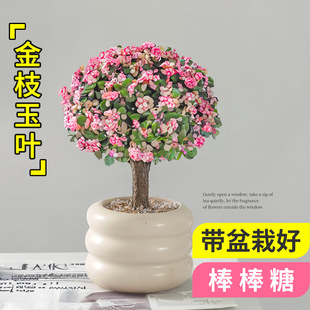 Golden Branches and Jade Leaves Potted Old Pile Succulents Lollipop Shape Hydroponic Bonsai Office Florals and Green Plants