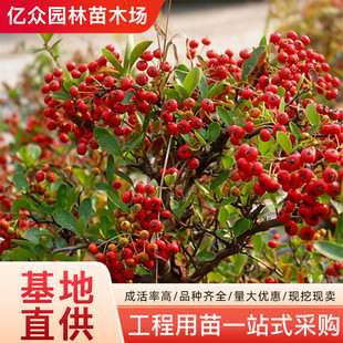 �𼬘��玧�̾G�h�����g�̷��I�h�����ļ������ͺ��ͺ�ͥԺ�G��