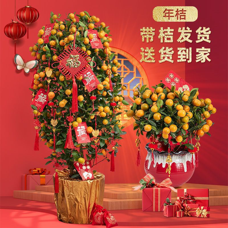年桔盆栽带果年宵花新年开业乔迁四季桔大型朱砂橘客厅金桔树直销