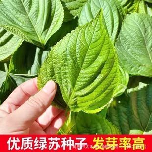 �G�K�ӷN���Ӗ|�����~�G�K�N�ӿ�ʳ�ô����ļ��NֲҰ���߲˷N��