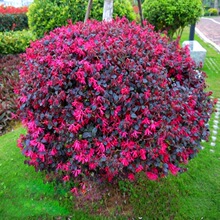 红花继木苗球篱笆苗庭院绿化苗木工程四季常青彩色耐寒植物树苗
