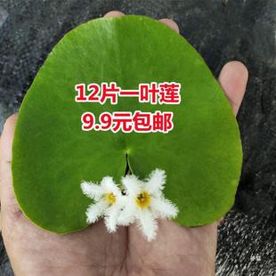 һ�~ɏ��Ƽˮˮ��ֲ�ﻨ���B���r�~���~�X�ļ����Է�˯ɏ��ɏ