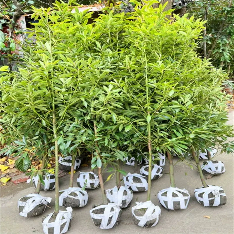 База Оптовая Продажа Рассада Фиби в золотой оправе Вилла Двор Зеленое Растение В Горшке Рассада Маленький Лист Фиби Чжэнь Нань Рассада Водная рябь Дин Нань