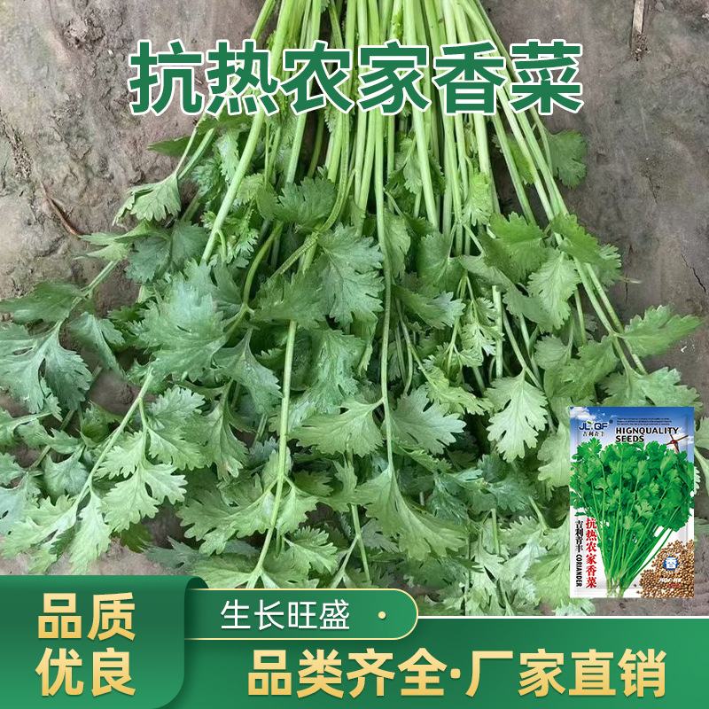 四季香菜种子农家香菜种籽阳台室内盆栽大叶春季庭院芫荽蔬菜批发