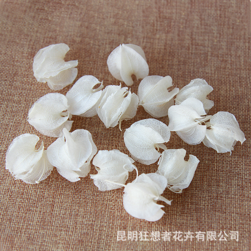 Quả Đèn Lồng Màu trắng (một túi 20g, khoảng 30 chiếc)