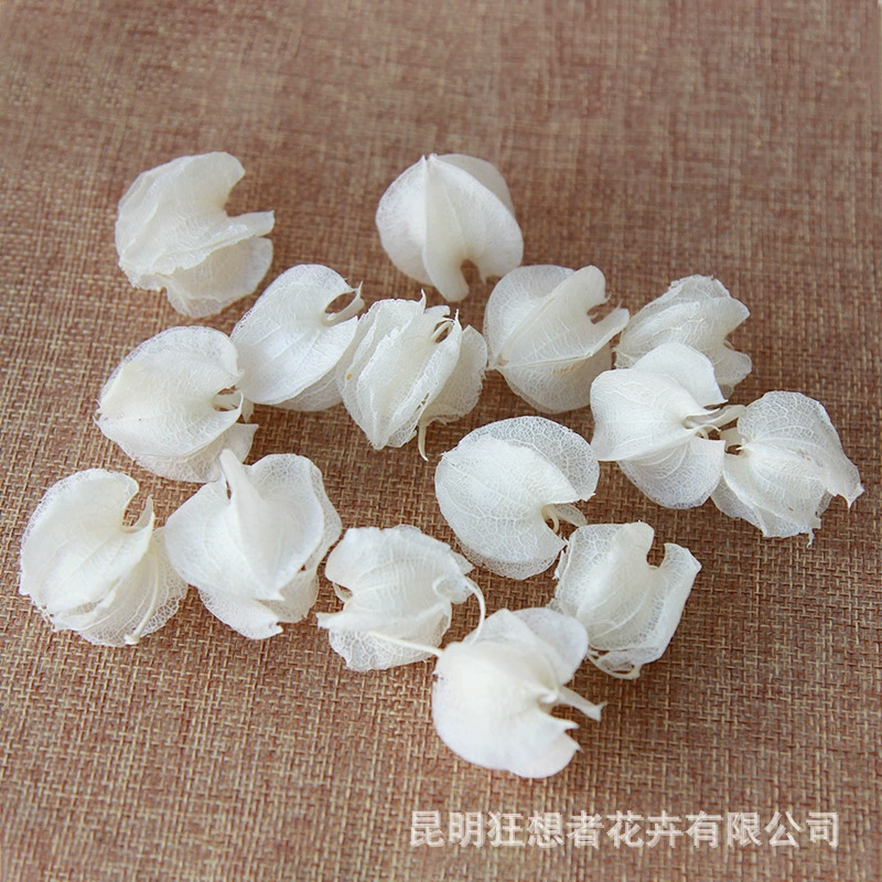 Dry Flower DIY Materials [Dry Fruit] Madman Sommelier Candle Plant Simagon Handmade Class Dry Flower Dry Branches Material