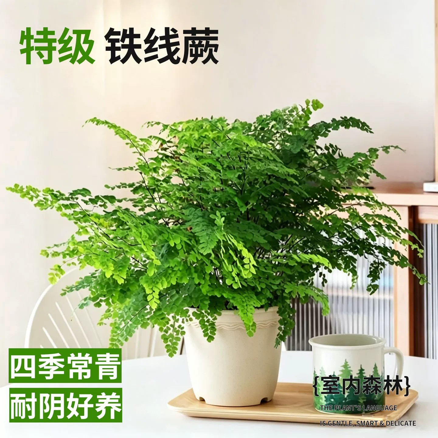 【精品大盆】铁线蕨+浮雕花盆