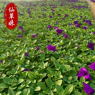 ����ţ�����tɫ���@�G������ ����ţѨ���� ��ហ�ţ �r��ݻ�