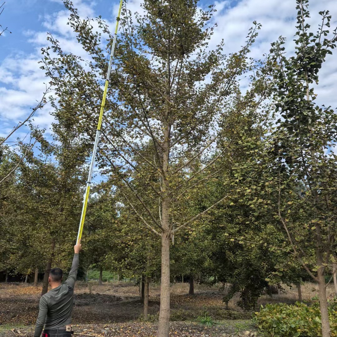 贵州银杏树基地银杏树苗圃银杏树批发银杏树熟苗银杏树销售银杏树