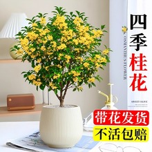 �𻨘��������҃Ⱥ��B�ļ��_��ֲ���̨�͏d�Gֲ���㻨�ܽ�𵤹�