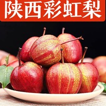 长期供应彩虹梨新鲜水果梨子现摘产地直发整箱3斤5/9斤装彩虹梨