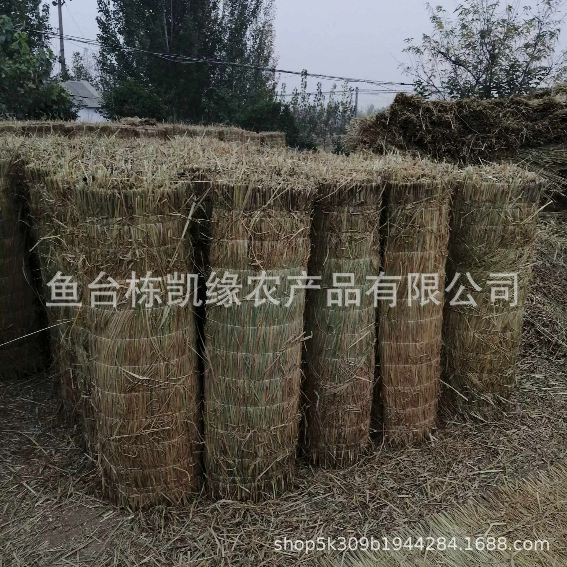 Хранение овощей в теплице