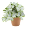 Clover