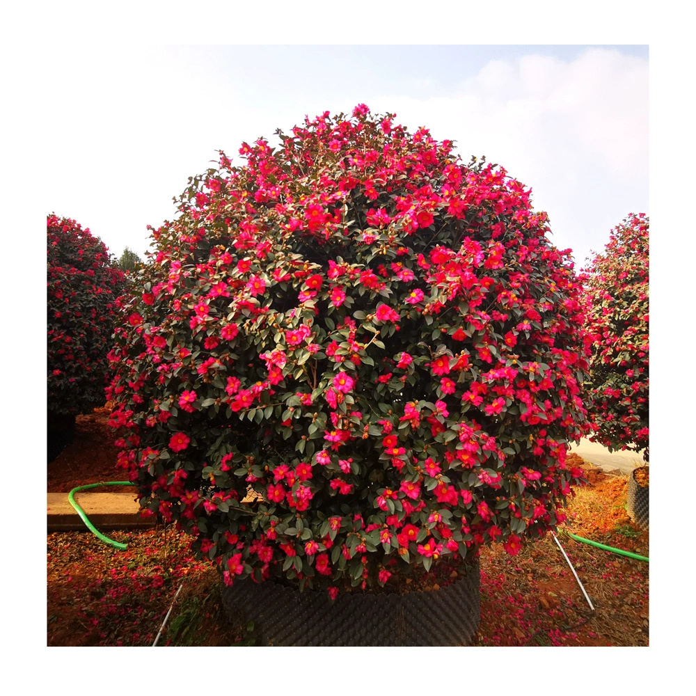 Питомник прямые поставки бутик чай сливовый шарик происхождение оптом большое количество цена отлично все виды саженцев