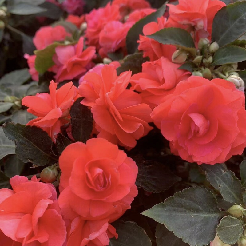 Impatiens Large Seedlings Potted Four-Season Florals Blooming Perennial Balcony Courtyard Glass Green Double-Petaled Water Plum Blossoms