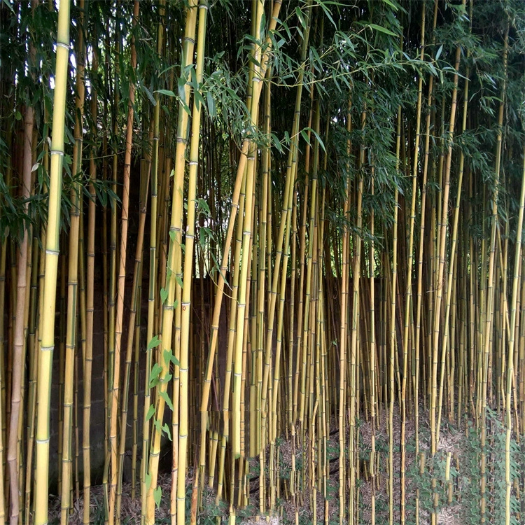 Оптовая вилла во дворе Озеленение зеленых саженцев бамбука Фиолетовый бамбук 2-4 метра декоративные фэн-шуй бамбуковые растения большая цена отличная