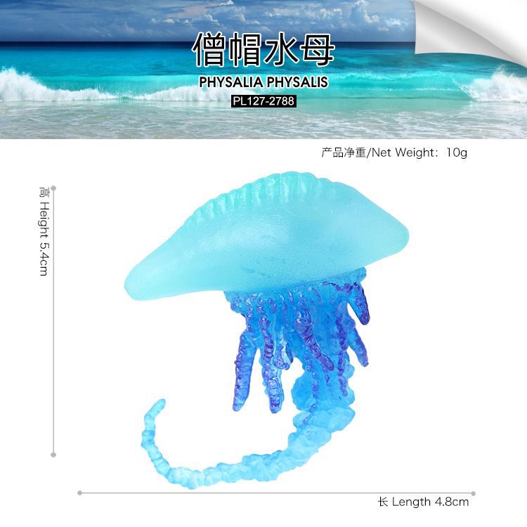 PL127-2788 Monk Hat Jellyfish