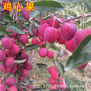 �ͺ������u�Ĺ�С�O�����纣�Ĺ����t���䶬�t�������ϱ����Nֲ