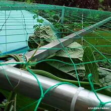 ���پWֲ�ﻨ�ܹϹ��z�Ͽ�ϵ������ѹ��V���ǰ�������پW�����W