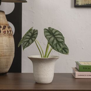 �͹ŷ�ʽ���s�|�Ё����L��ڏ���ɫ���մɻ��軨ƿ�����m�͏d