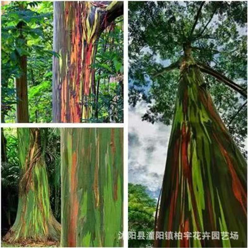 【跨境供货】桉树种子尾叶巨桉蓝桉杏仁桉澳大利亚大小叶桉速生桉