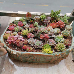 Large caliber succulent flower pot ceramic wholesale extra large platter factory direct sales one piece drop shipping