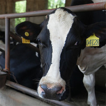 改良肉牛犊价格 鲁西黄牛高产奶牛效益 黑白花奶牛养殖场